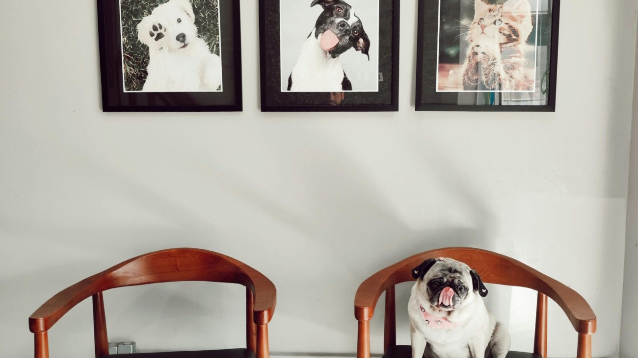Interiorismo pet friendly